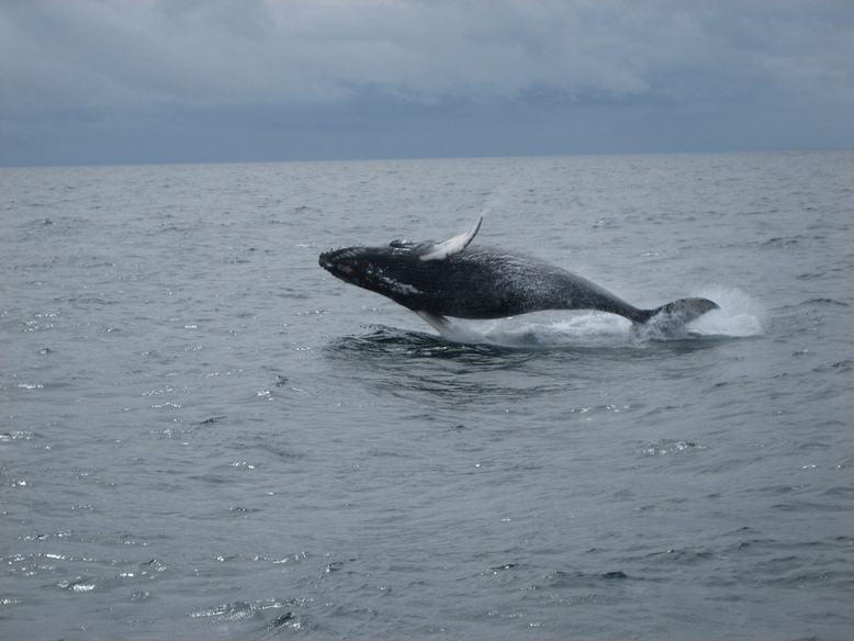 Seward, AK: humpback whale in resurrection bay