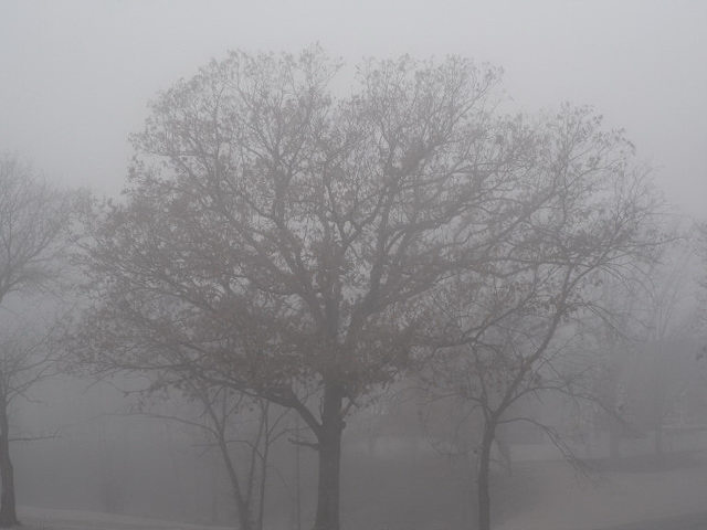 Siloam Springs, AR: tree in fog