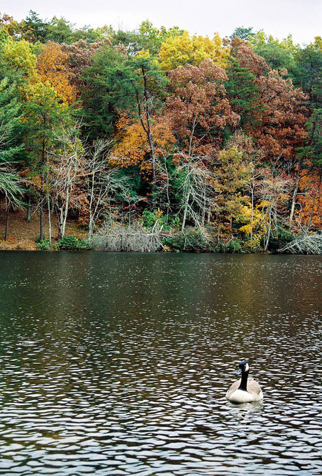 Crossville, TN: Goose at Cumberland Mountain State Park