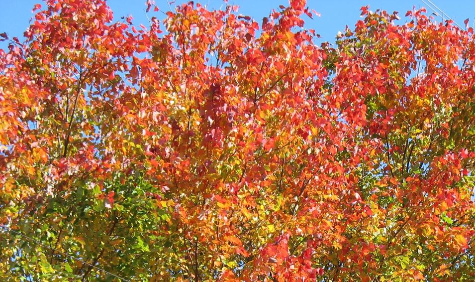 Casar, NC: Fall colors in Casar.