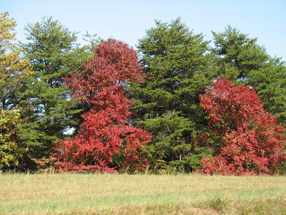 Casar, NC: Contrasting colors.