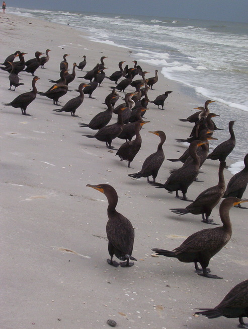 Indian Rocks Beach, FL: Birds Taking a Dip