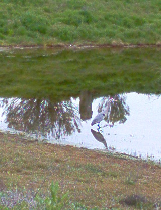 Cordes Lakes, AZ: Heron on Cordes Lake