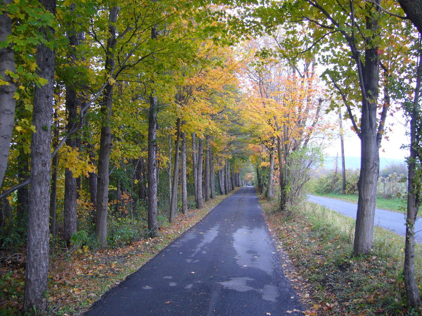 Skaneateles, NY: tamarack trail in autumn