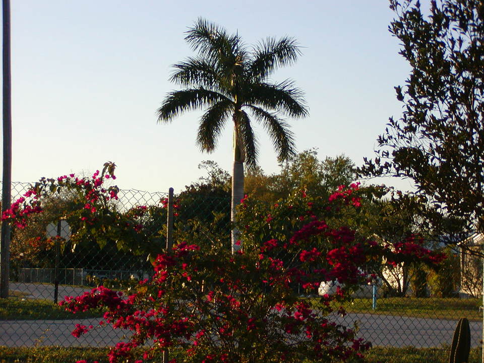 Moore Haven, FL: Back yard beauty
