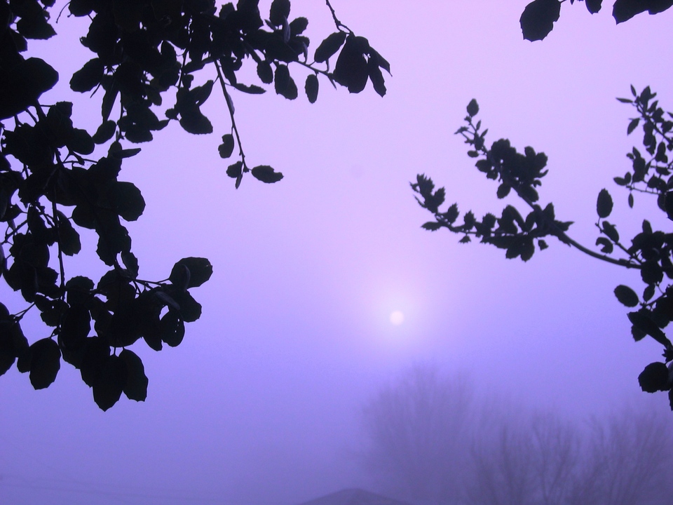 Oakley, CA: Foggy Winter Morning on Elm Lane