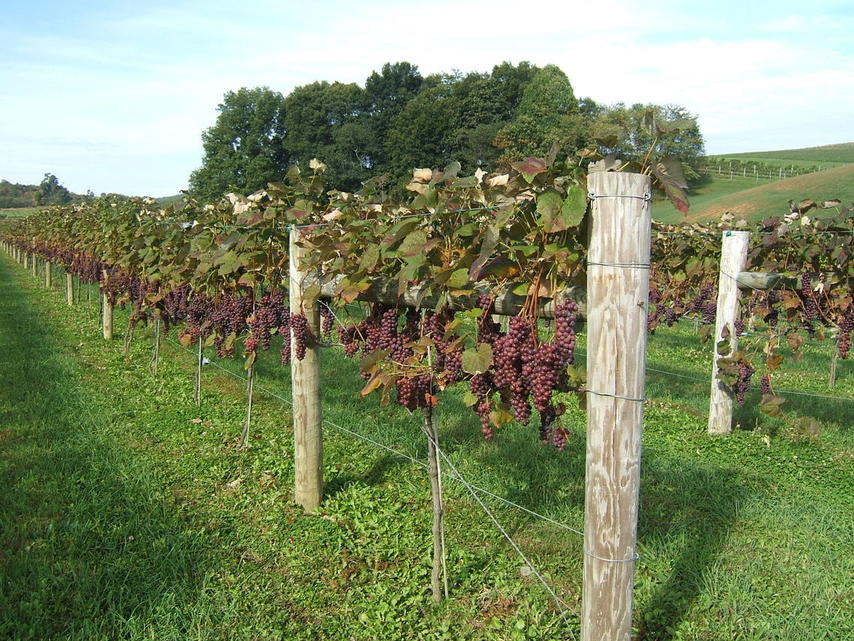 Rural Retreat, VA : Davis Valley Winery photo, picture, image (Virginia ...