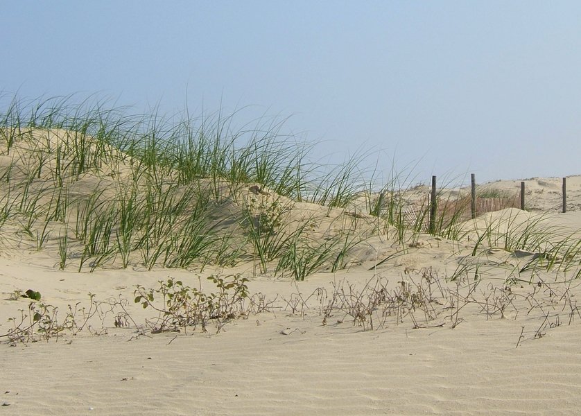 South Padre Island, TX: dunes on the beach
