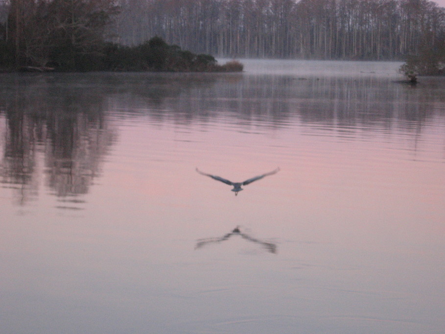 Washington, NC: Great Blue Heron - Pamlico River