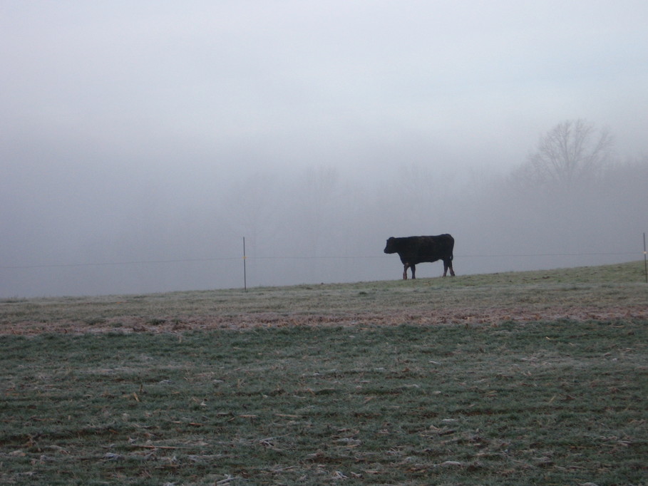 Kelso, MO: Kelso Cow