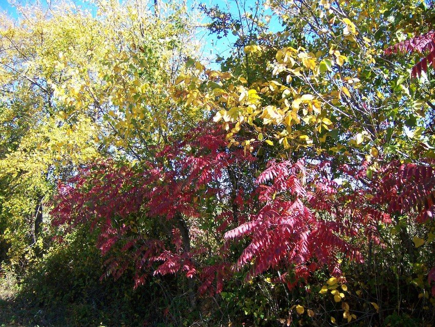 Cross Roads, TX: Fall 2006