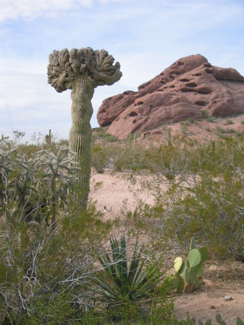 Phoenix, AZ : Wierd Cactus photo, picture, image (Arizona) at city-data.com