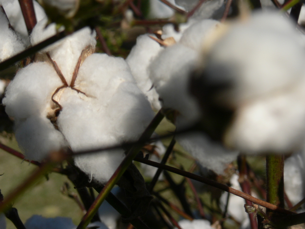 Dyer, TN: Its more cotton