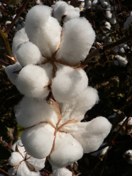 Dyer, TN: Its more cotton
