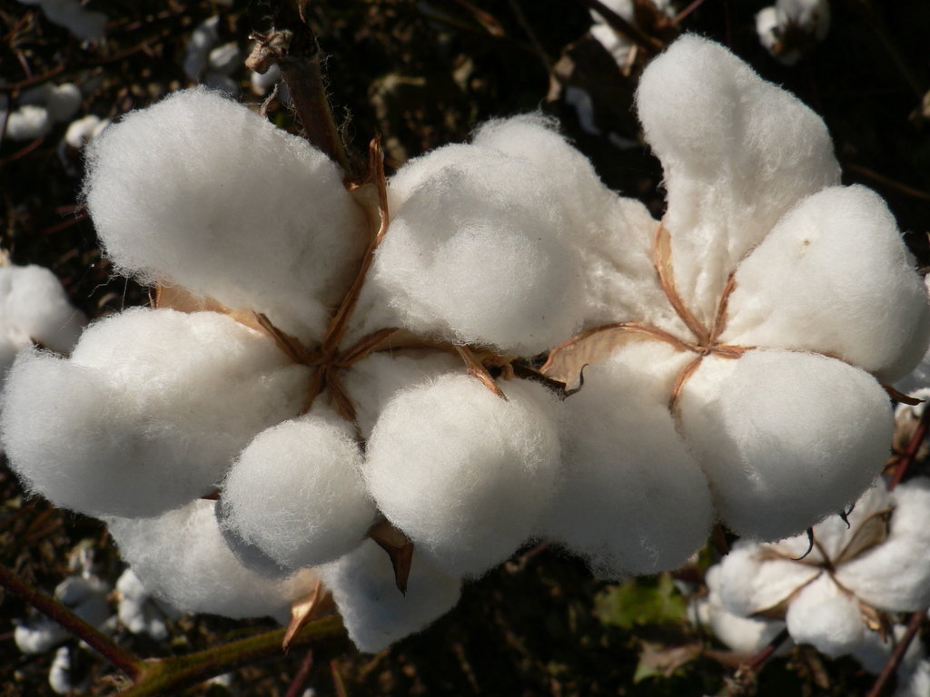 Dyer, TN: Its more cotton