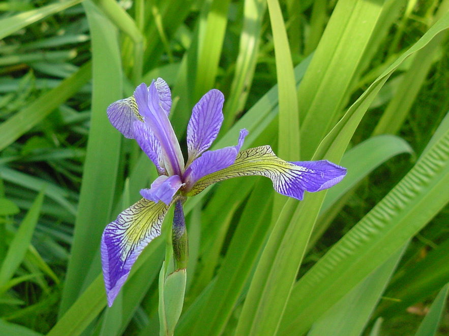East Sandwich, MA Green Briar's Wildflower Garden, Thornton W