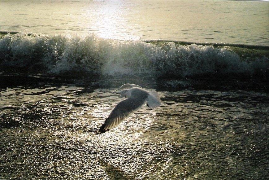 South Venice, FL: Seagull at Sunset, South Venice Beach