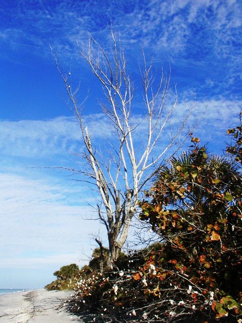 South Venice, FL: Bare and beautiful windswept tree on South Venice Beach