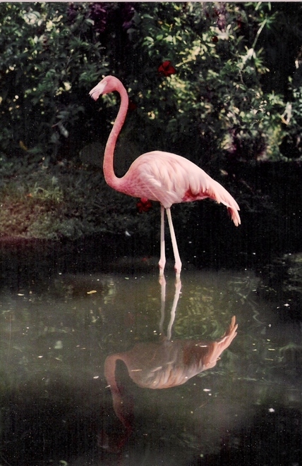 Sarasota, FL: Flamingo at Sarasota Jungle Gardens