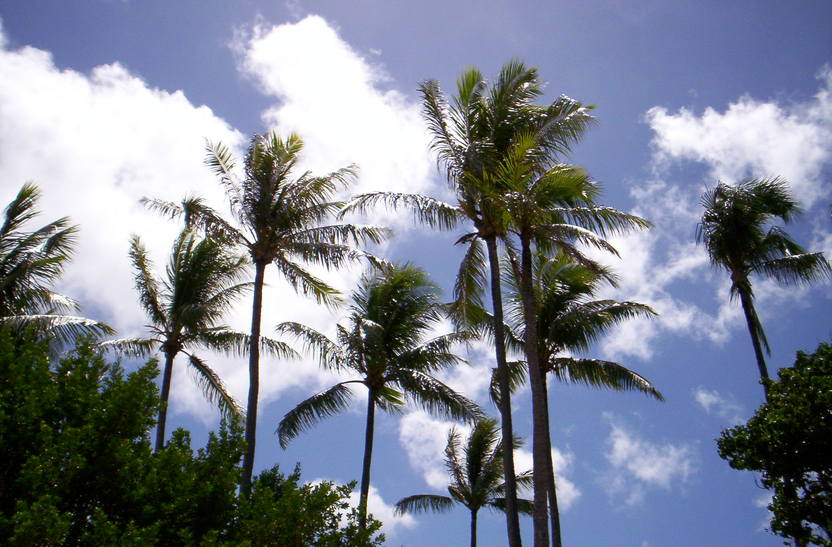 Kapalua, HI: Palms on the beach