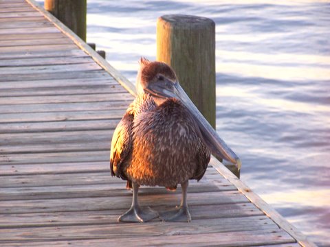 Fairhope, AL: A cool pelican