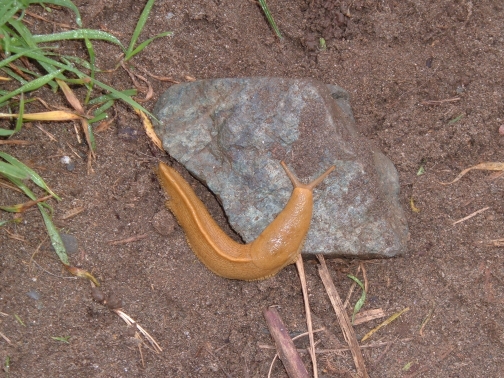 Trinidad, CA: banana slug on Trinidad head