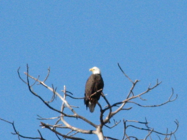 Zavalla, TX: One of the pair of Bald Eagles that nest behind my house.