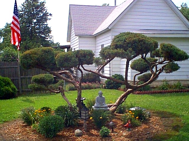 Odin, IL: My Bonzi Tree was a ordinary shrub that I have cut and shaped over the years to become a beartiful work of art.