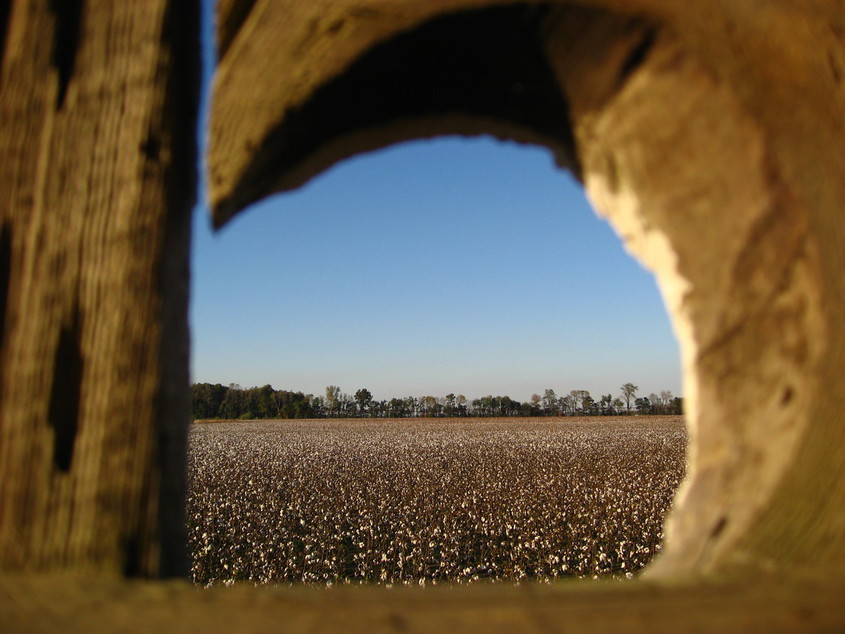 New Madrid, MO: Cotton field in New Madrid.