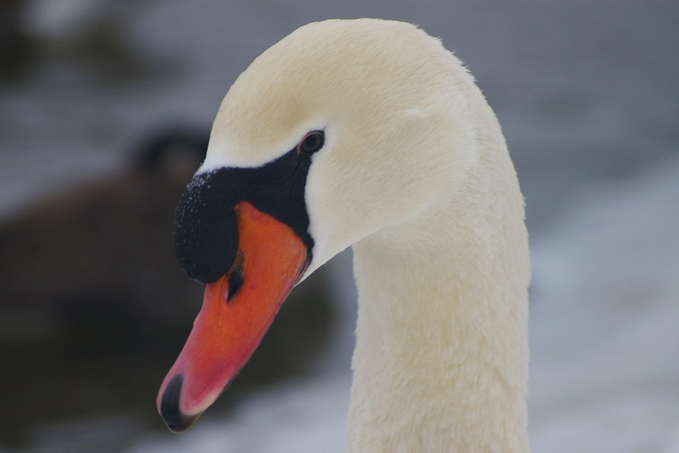 Arlington Heights, IL: Swan at a Lake Arlington park during the winter