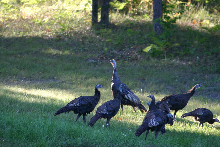 Hubbard Lake, MI: wild turkeys in the yard