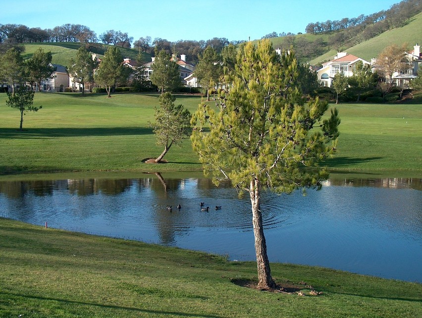 Fairfield, CA: Fairfield CA Ducks at Rancho Solano golf course