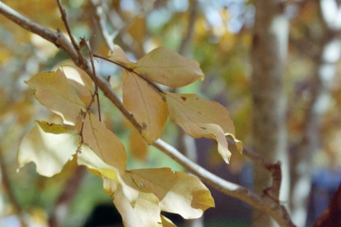 Clayton, NC: fall leaves