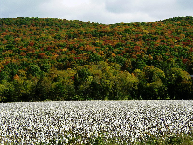 Huntsville, AL: Fall Cotton and Fall Leaves