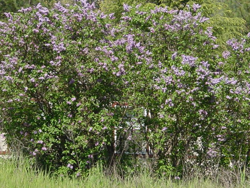 Grants Pass, OR: Lilacs in Spring