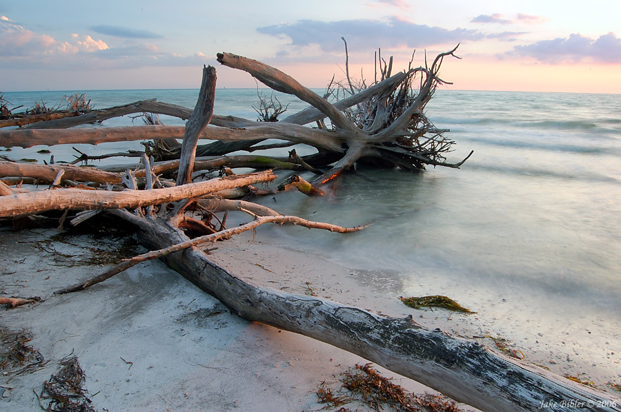 Longboat Key, FL: Whitney Beach Driftwood