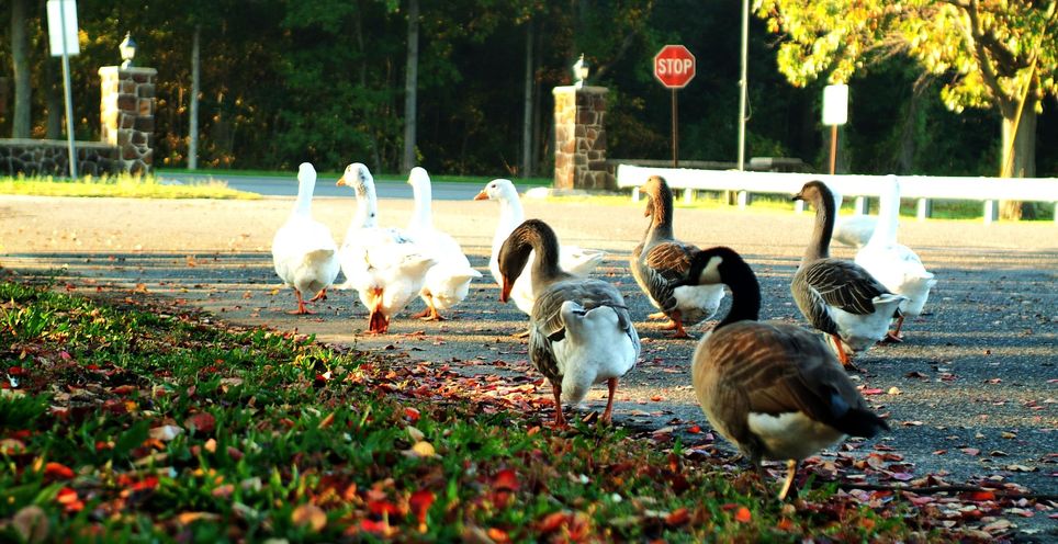 Vineland, NJ: Giampetro Park Ducks On Their Morning Walk