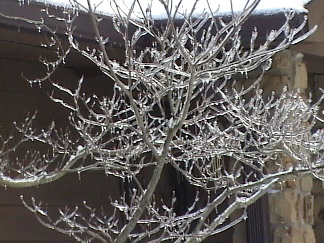 Columbus, IN: Cristal trees - after snow/rain shower Feb. 2007