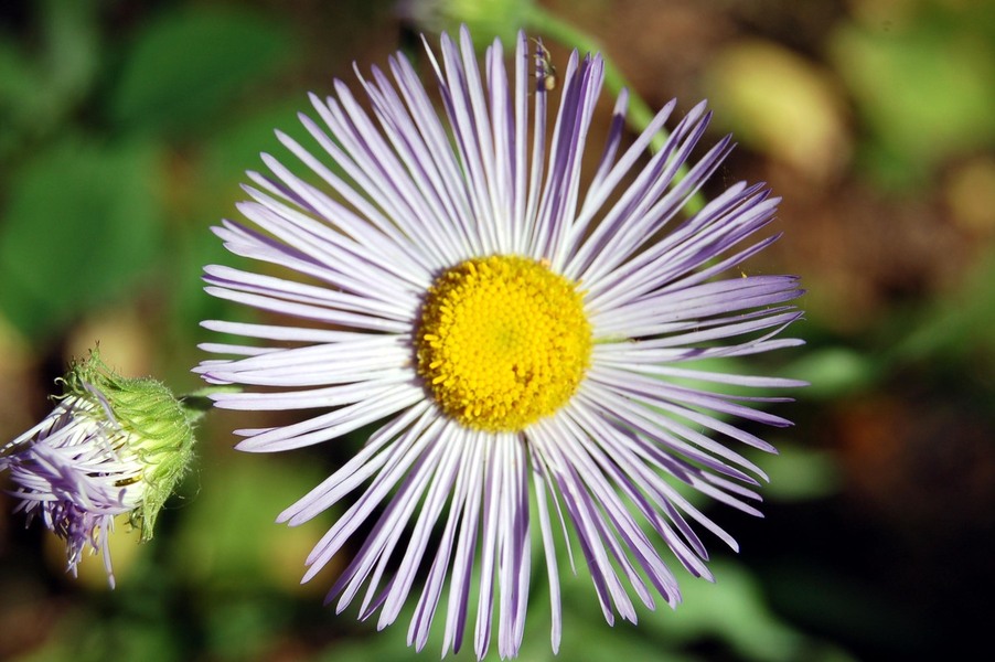 Florence, MT: Flower at Upper Woodchuck in Florence, MT