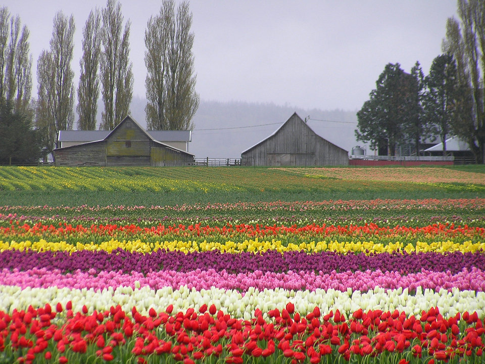 Mount Vernon, WA Tulip Town Barns 2006 photo, picture, image