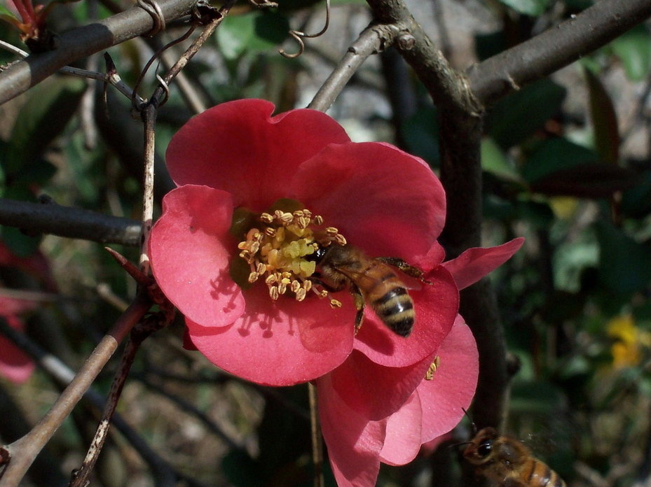 Blue Ridge, GA: Blue Ridge Honey Bees