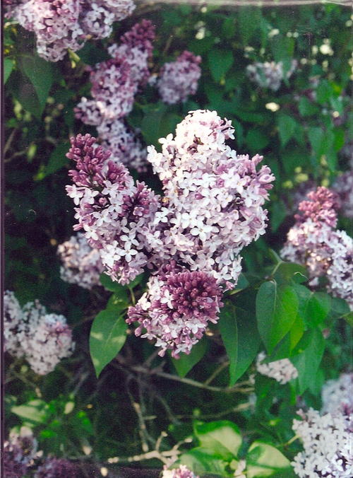 Medford, WI: Lilacs blooming at a farm in theTownship of Little Black-Medford, WI