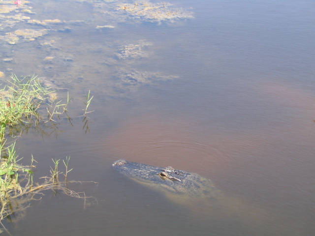 Burnt Store Marina, FL: Gator behind Hibiscus Cove Ct.