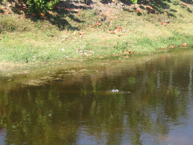 Burnt Store Marina, FL: Gator behind Hibiscus Cove Ct.