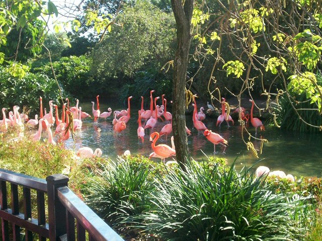 Orlando, FL: Flamingos at SeaWorld