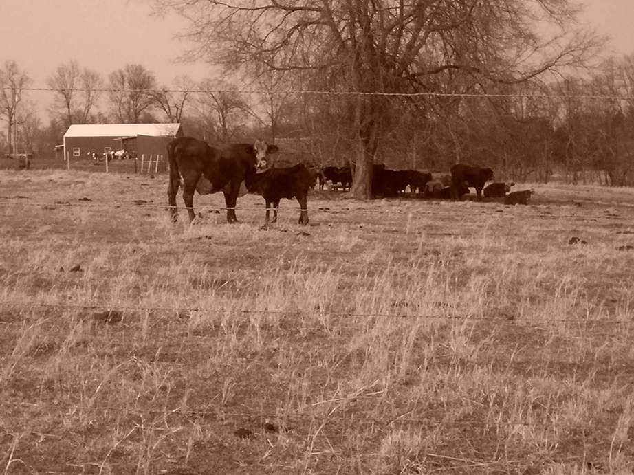 Elkton, KY: Cow Pasture on Todd/Logan County Line