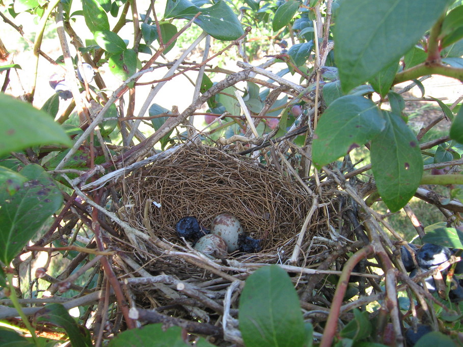 Harwinton, CT: While blueberry picking, we came across this nest. There are two eggs and two blueberries in it!