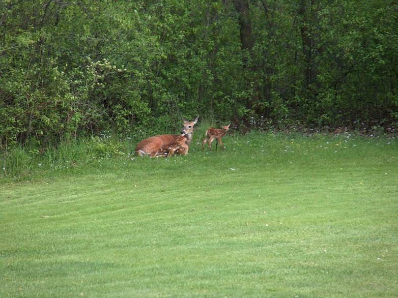 Orchard Park, NY: Wildlife of Orchard Park - Michael Road