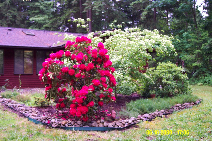 Black Diamond, WA: Rhododendrun and Dogwood in our backyard near Blk Diamond, WA