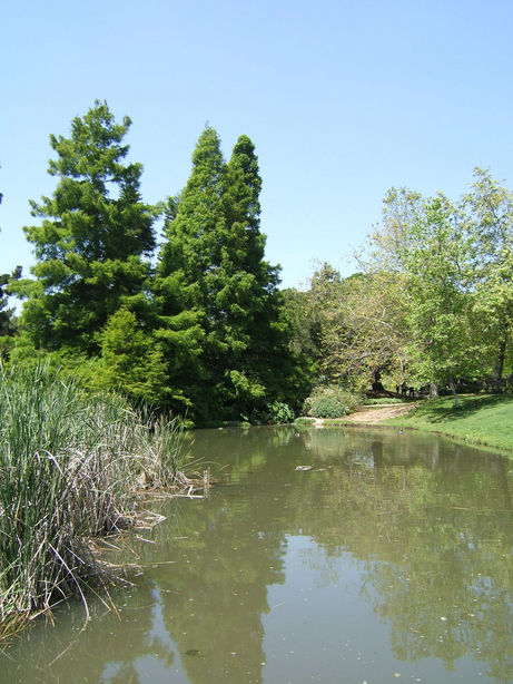 Fullerton, CA: Duck Pond at Fullerton Arboretum